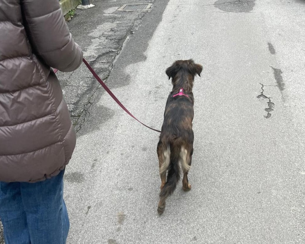 Immagine Passeggiata Urbana