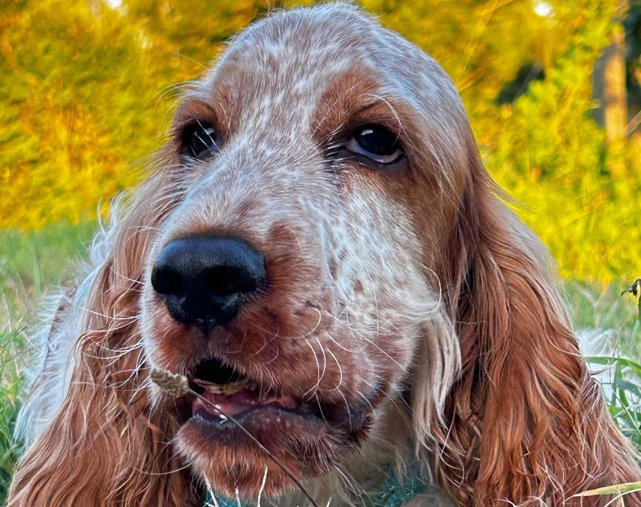 Immagine Ricerca Ludico Olfattiva